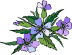 fleur11