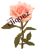 Rose peche